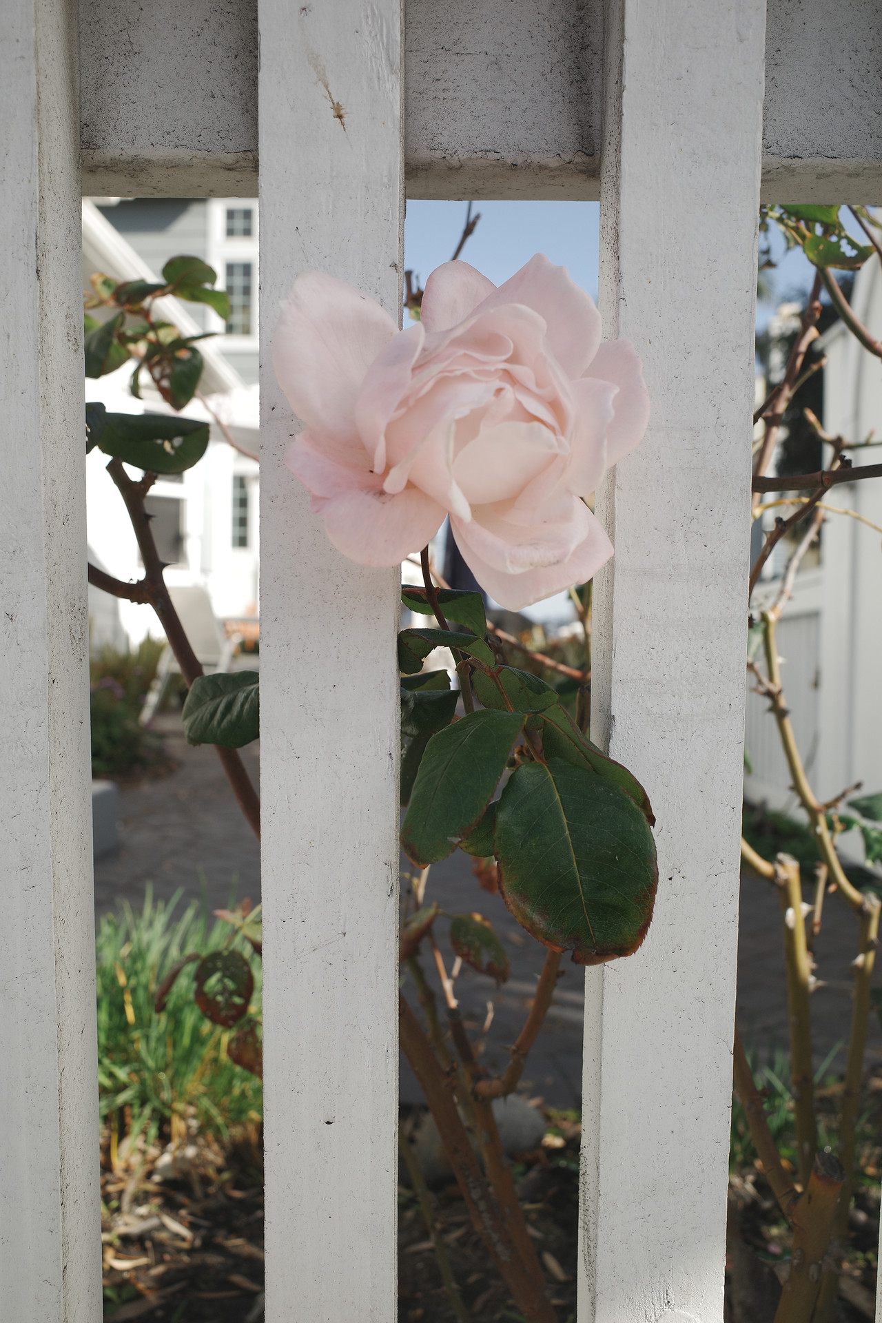 Rose