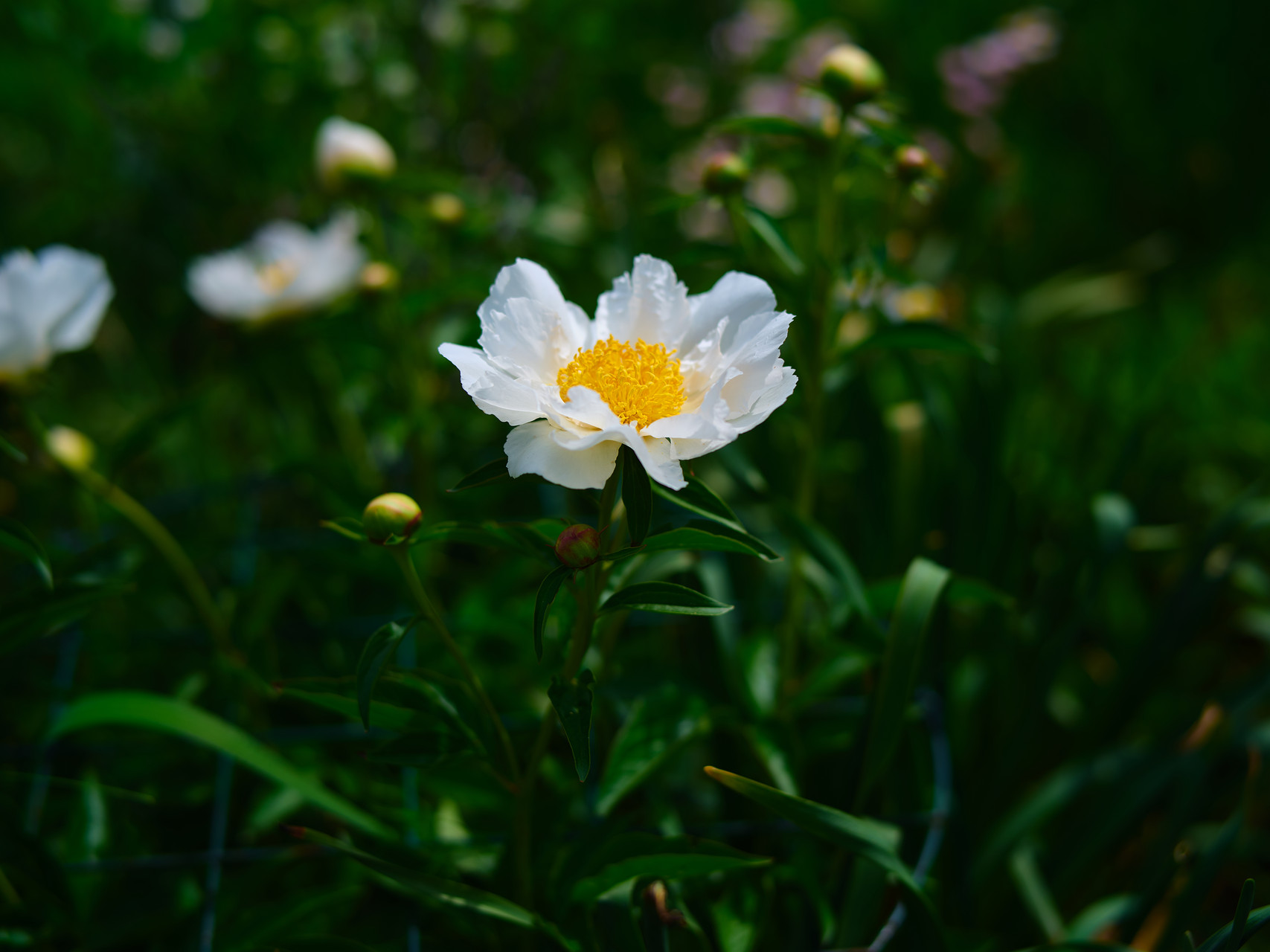Peony